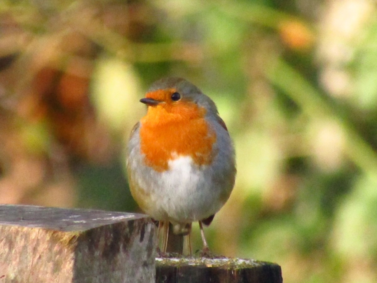 Notice Nature Everyday